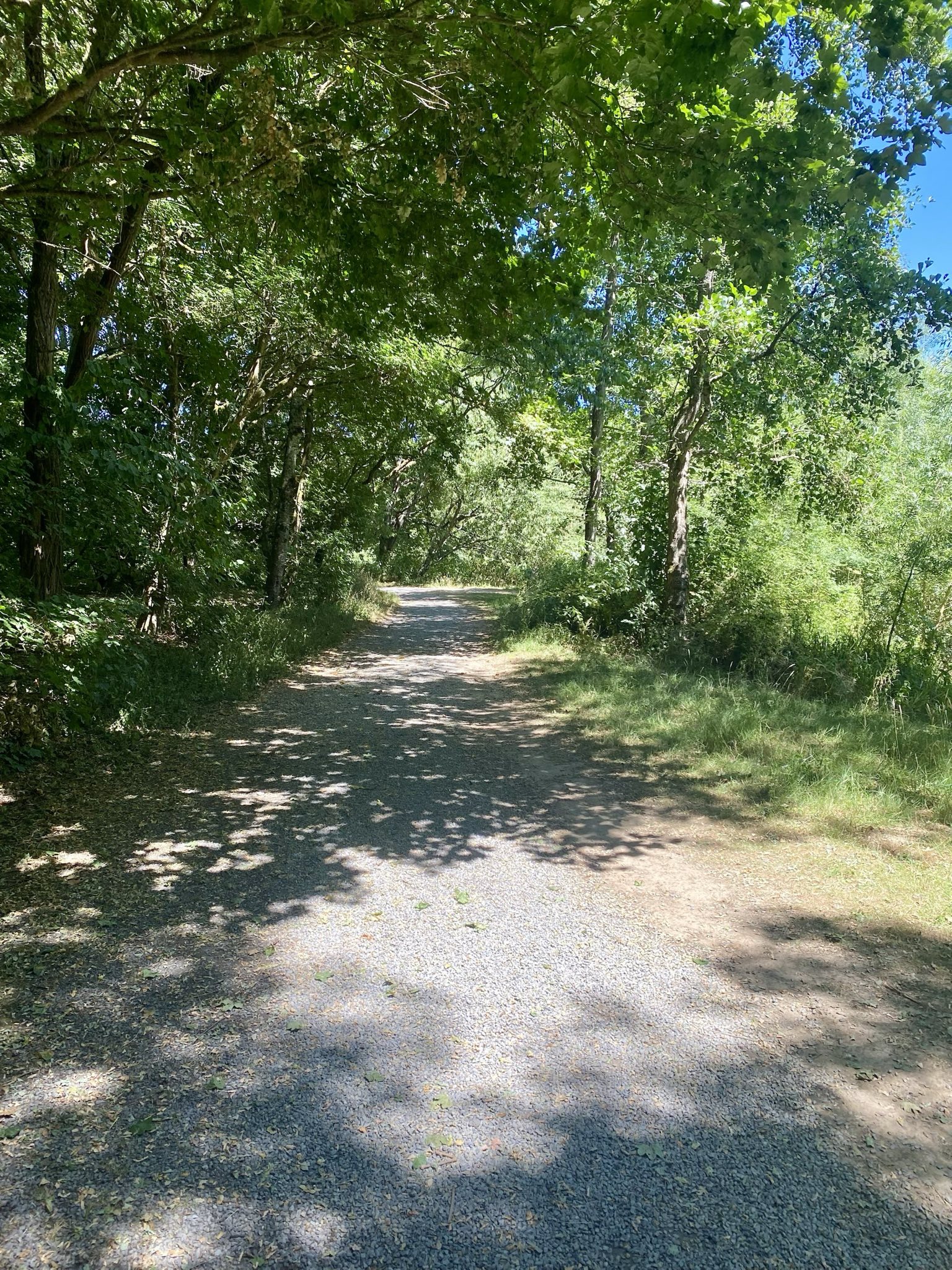 Un chemin bordé d'arbres dans le parc des Gayeulles