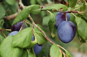Des branches de prunier portant des fruits.