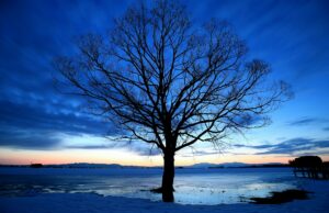 Un arbre solitaire proche de la mer
