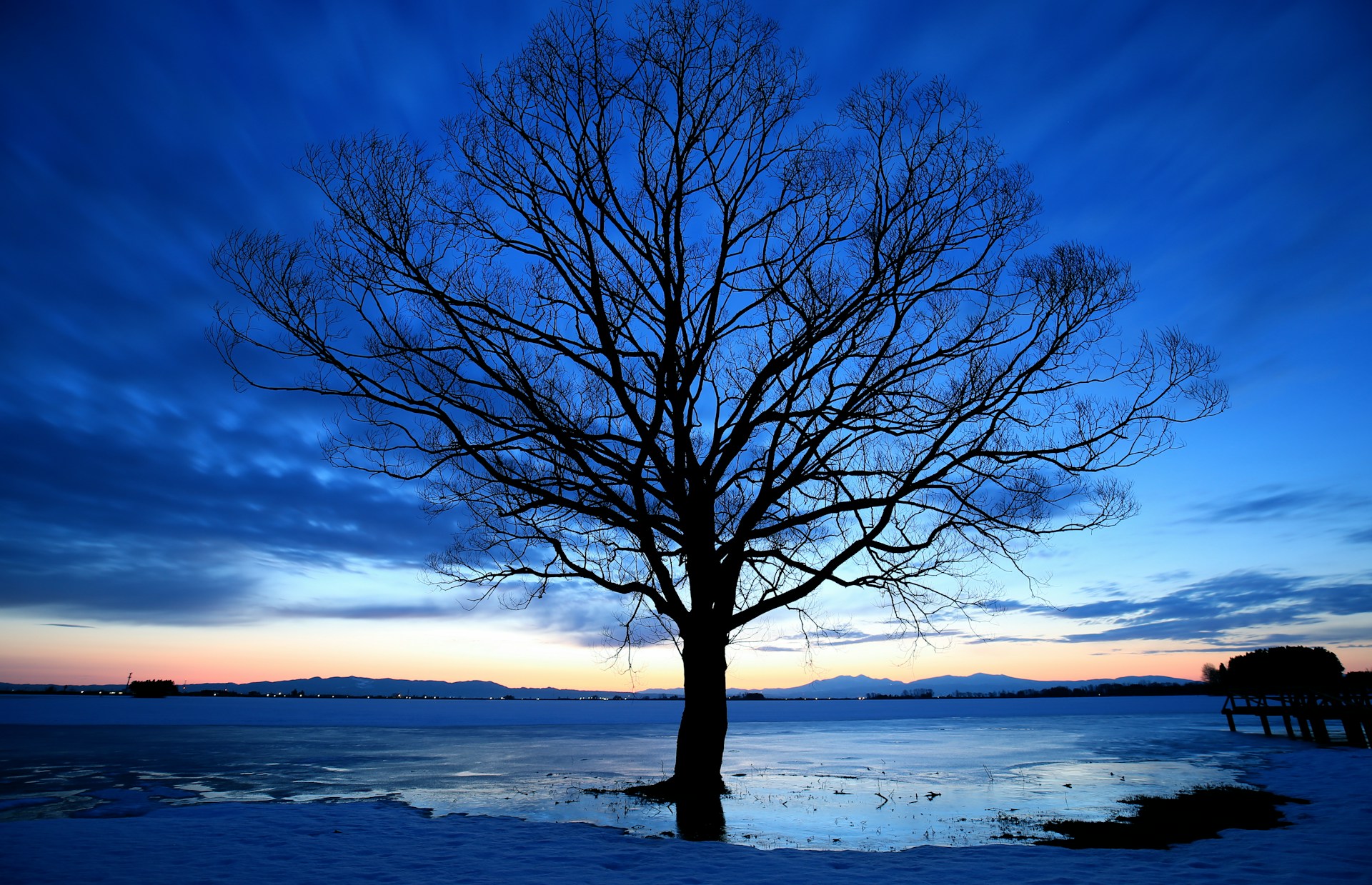 Un arbre solitaire proche de la mer