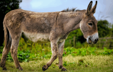 Conte de la veillée de Noël