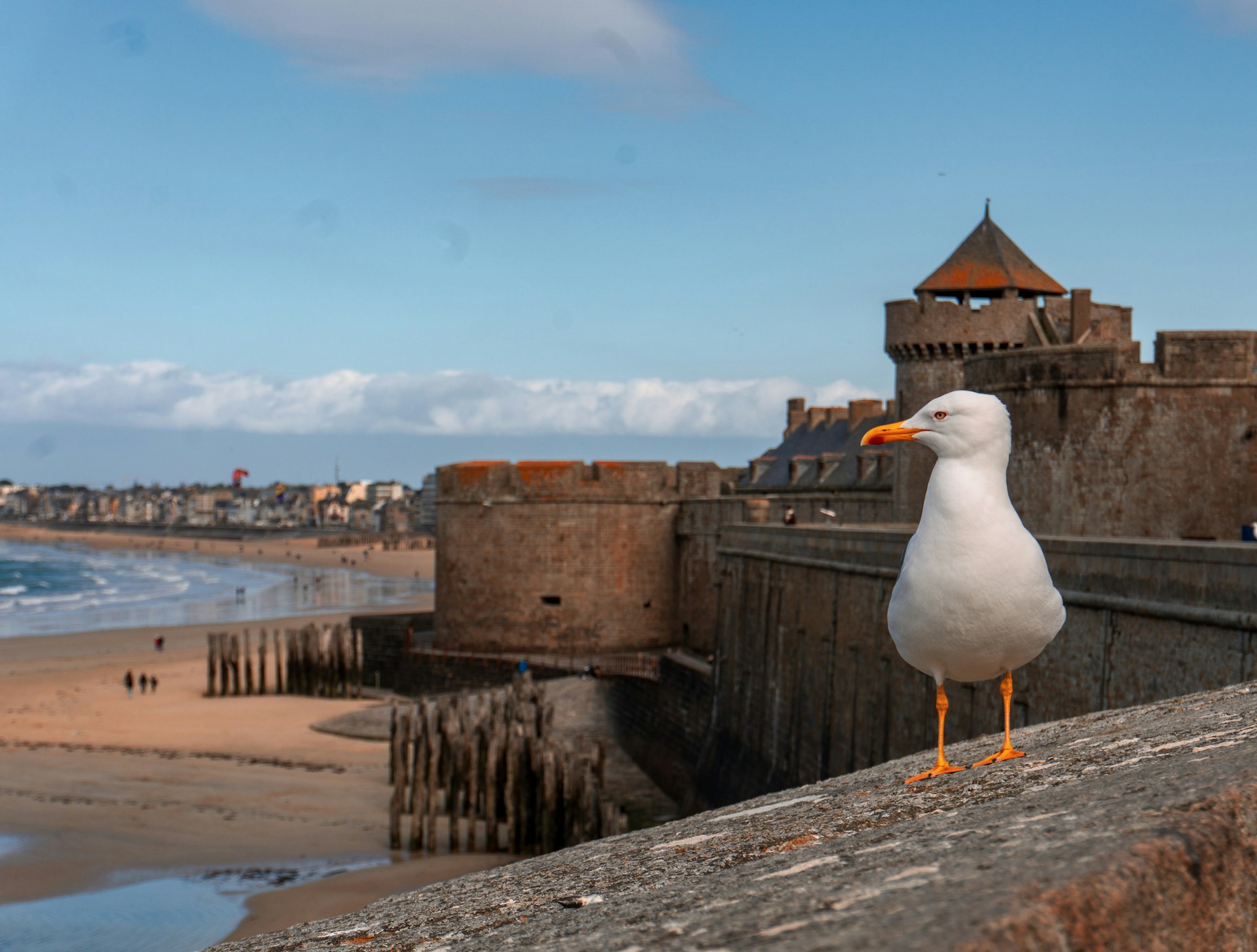 Une nouette sur les remparts de Saint Malo