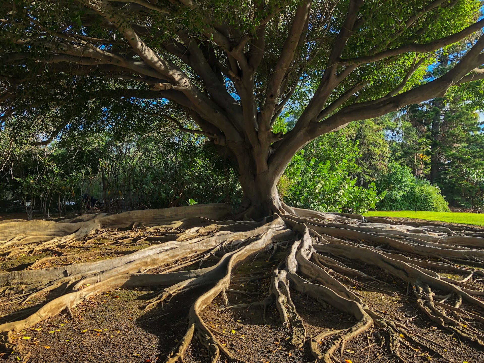tronc d’arbre brun sur sol brun