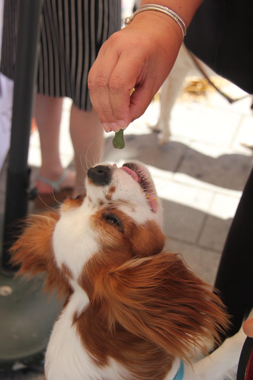 Un petit chien en train de lorgner sur une croquette tenu en main pour une personne
