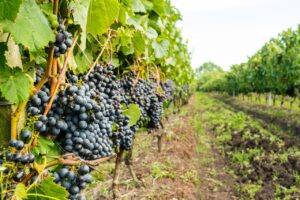Des grapes de raisin sur des vignes