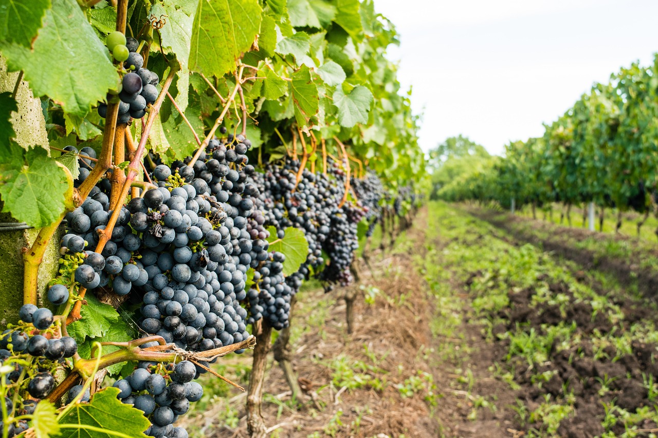 Des grapes de raisin sur des vignes