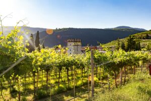 Un batiment au milieu d'un vignoble